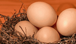 Eggs